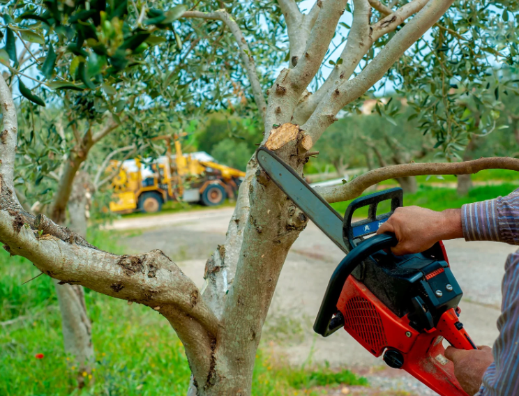 tree cutting services