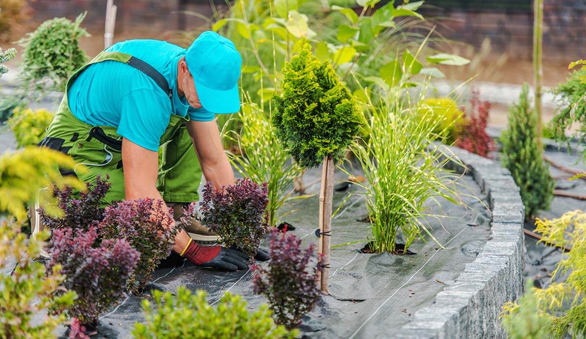 The Ultimate Guide to Landscape Services for Stunning Outdoor Spaces
